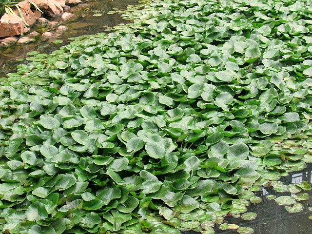 Eutrofización del Lago Victoria