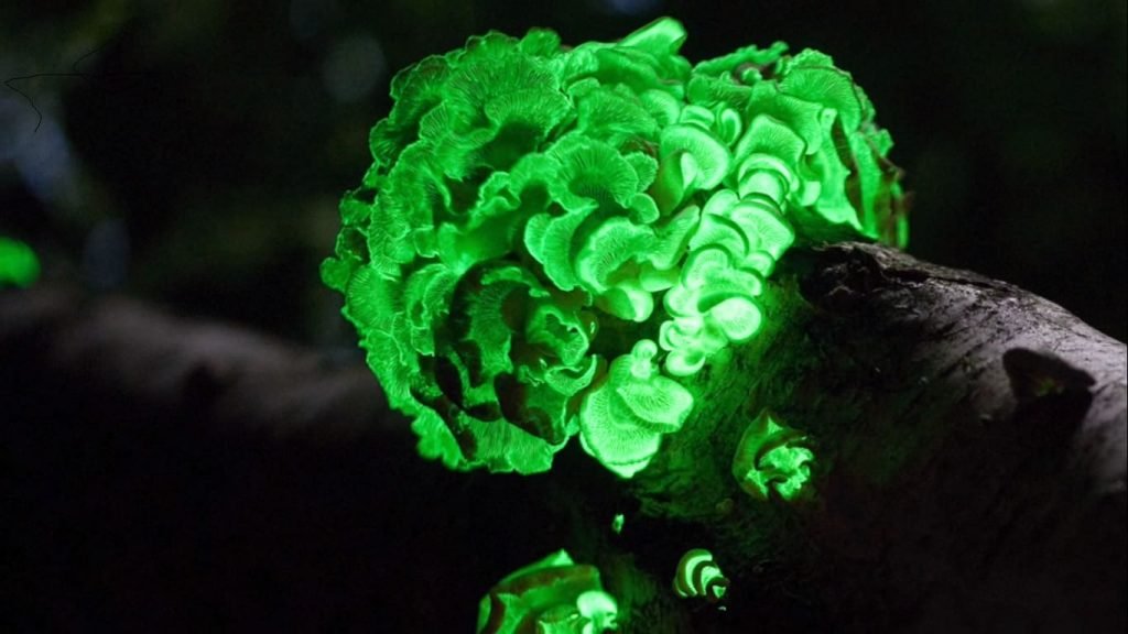 alga bioluminiscente