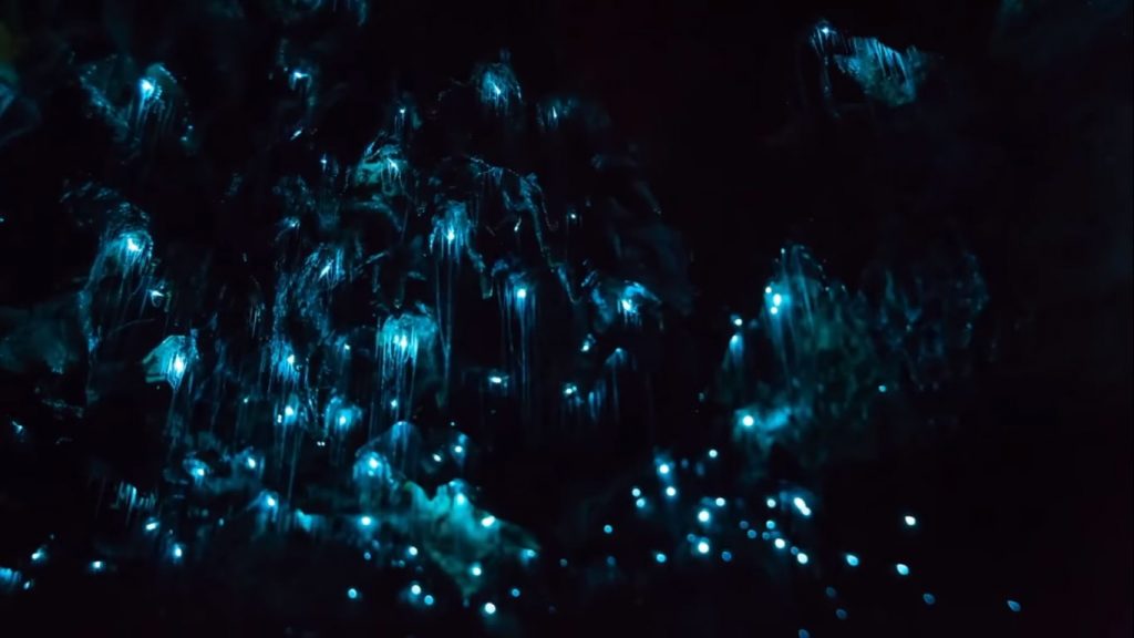 bioluminiscencia y rape