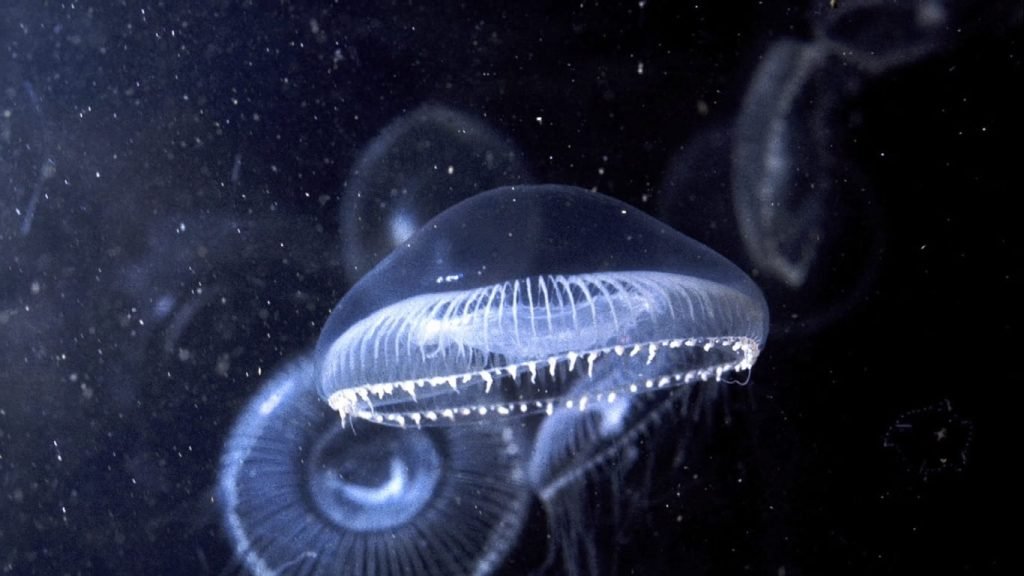 medusa bioluminiscente