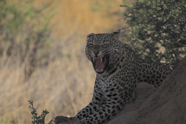 El leopardo africano, características