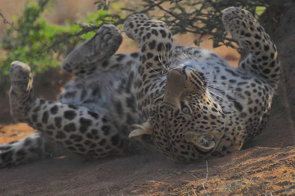 como se alimenta el leopardo