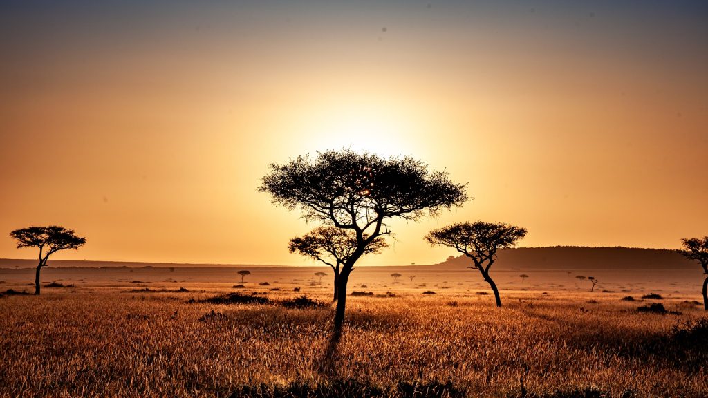 Árbol de Kenia