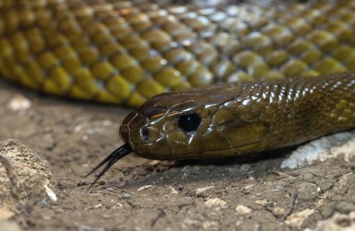 Las serpientes más letales de la tierra