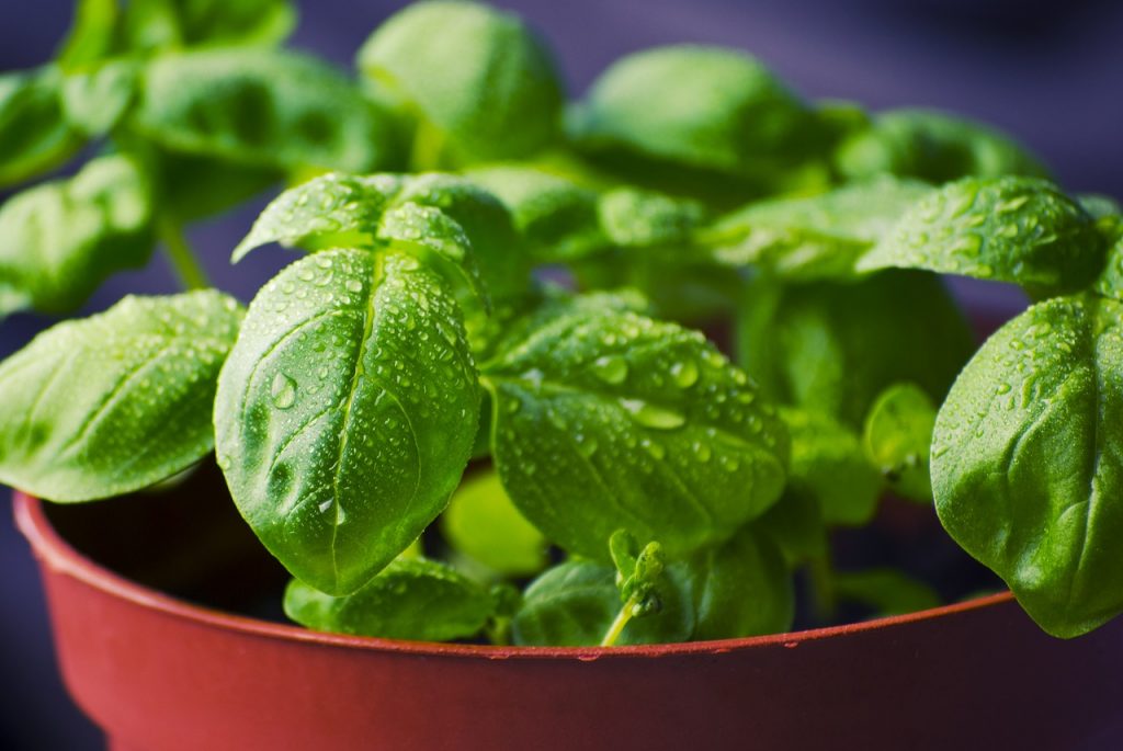 Cultivo casero de albahaca