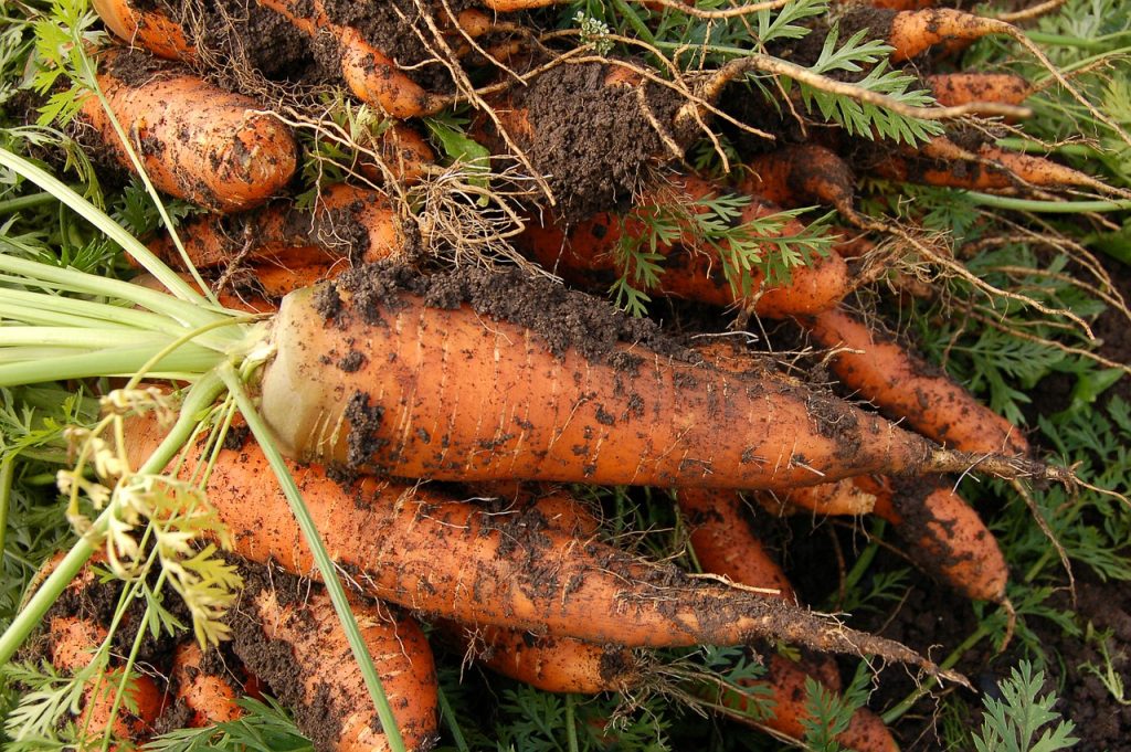 El cultivo de zanahoria en huerto urbano