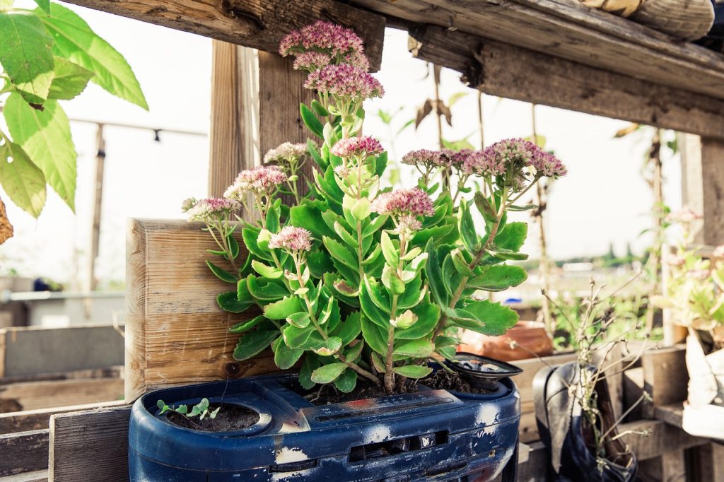 plantas en casa