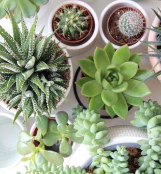 Las plantas CAM purificadoras del aire